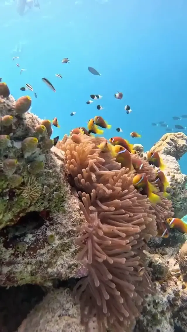 Keyodhoo — escursioni (video)