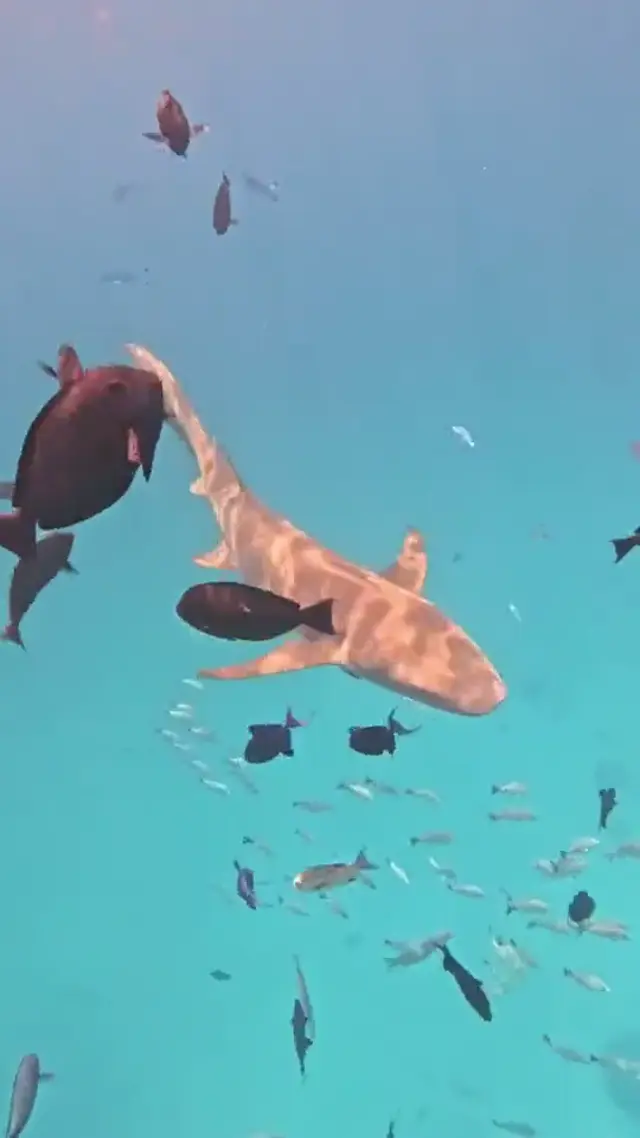 Keyodhoo — escursioni (video)