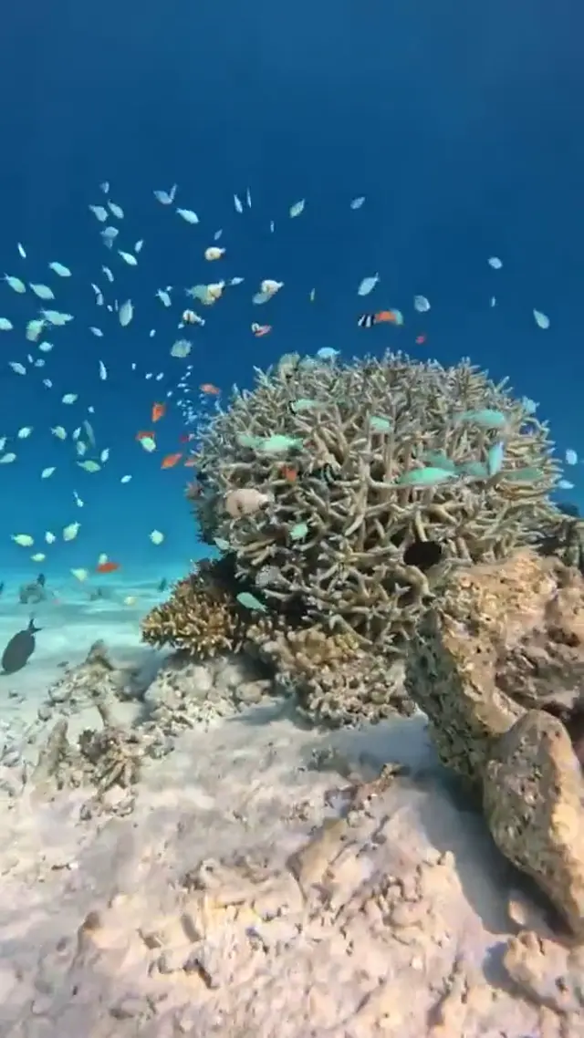 Keyodhoo — escursioni (video)