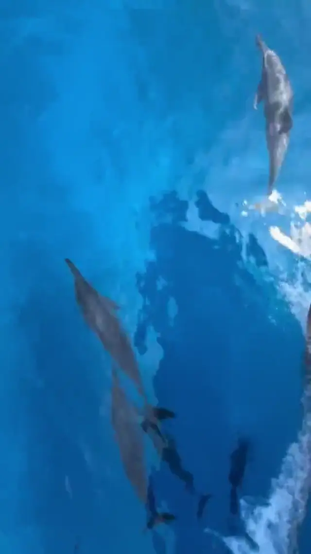 Keyodhoo — escursioni (video)