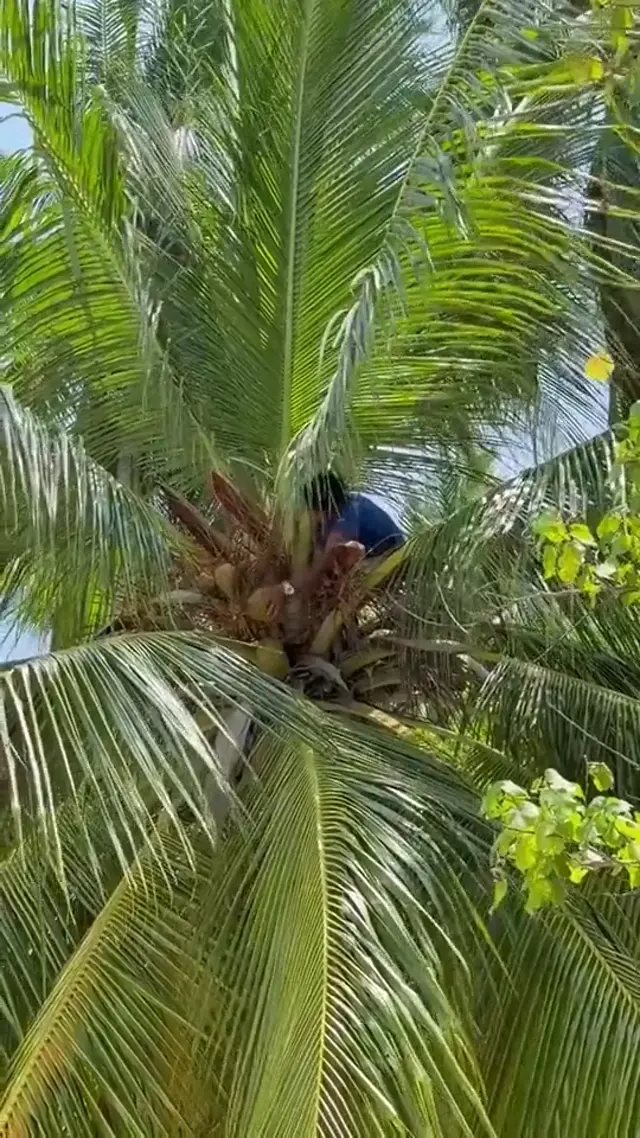 Keyodhoo — escursioni (video)