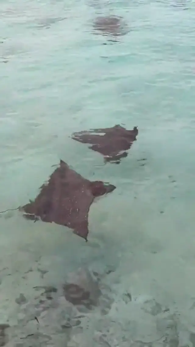 Keyodhoo — escursioni (video)