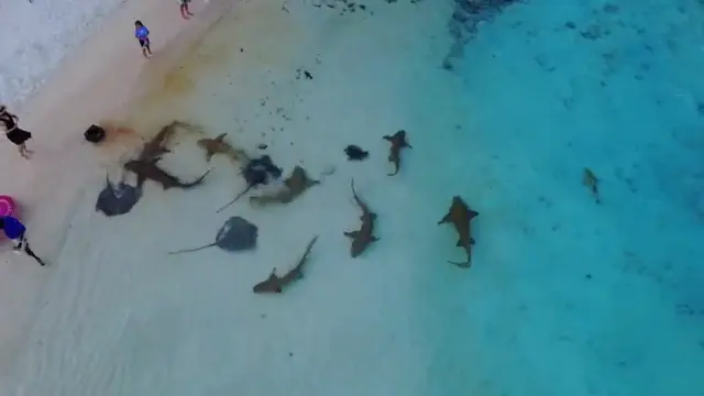 Keyodhoo — l'isola (video)