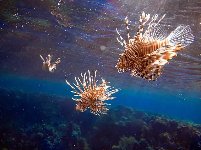 Sharm el-Sheikh