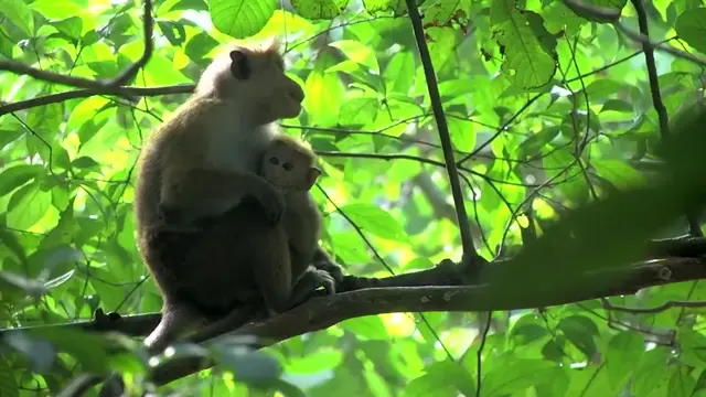 Sri Lanka (video)