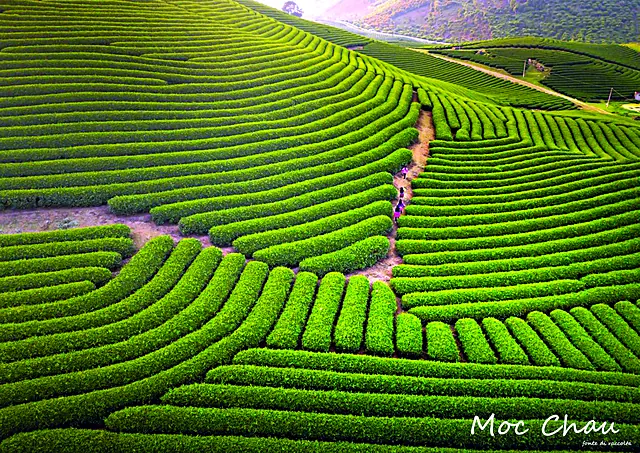 Vietnam